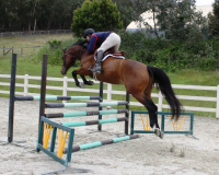 horse51612 081